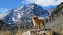 Dog in mountains Dog in mountains